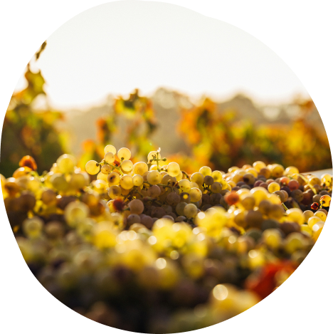 Image blob 3 Brand partners